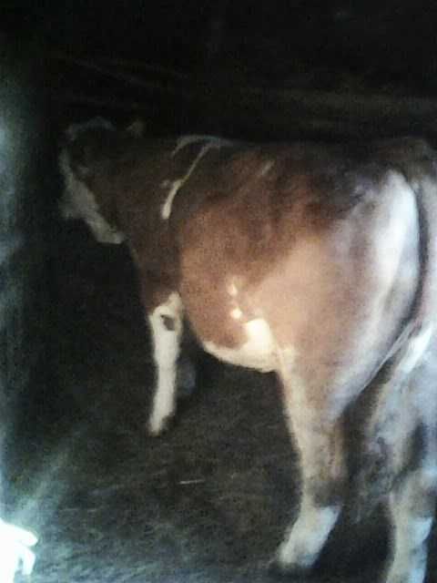 Juninca bălțată românească