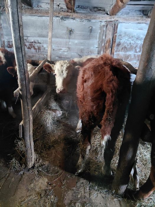 Продам 2-х бычков годовалые с откорма