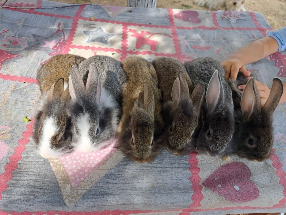 Iepurași cap de leu