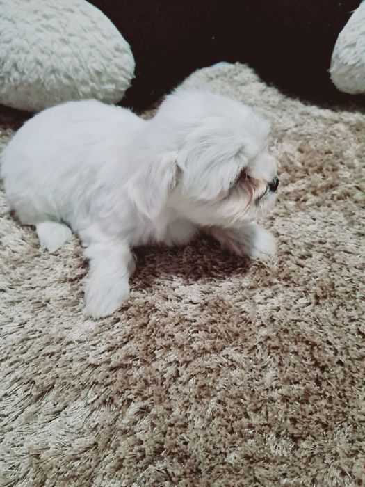Pui Bichon Maltez