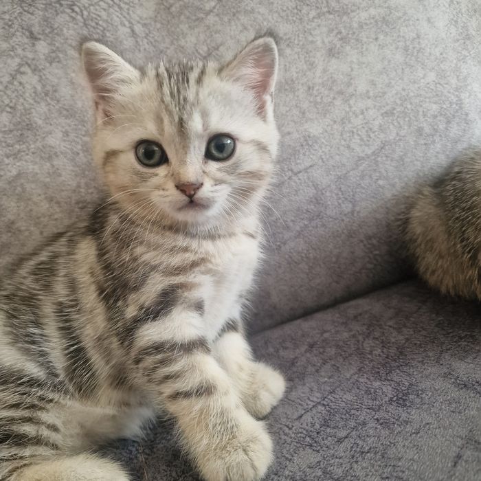 Котята котята котята