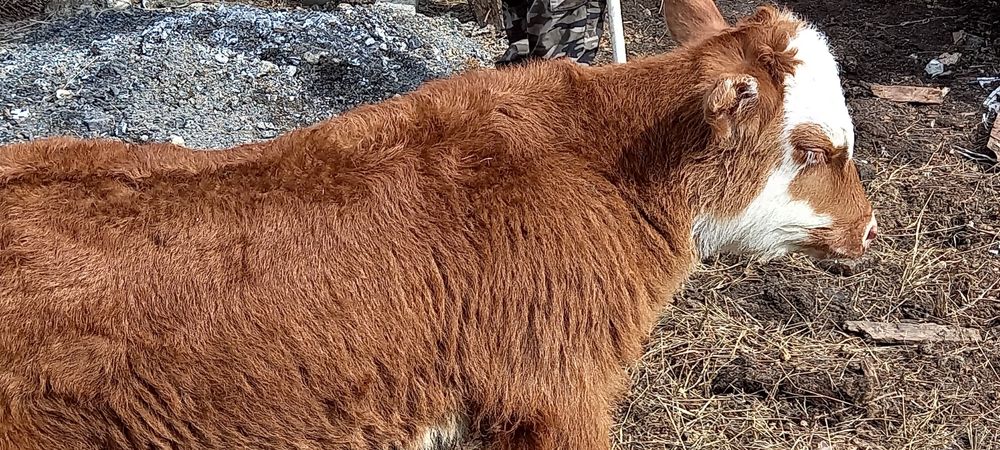 Бычок теленок очень крепкий белоголовый