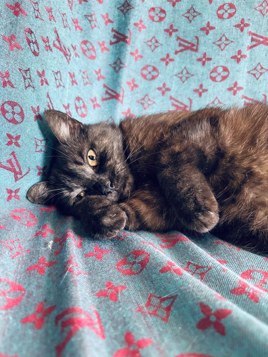 Кошка стерилизованная