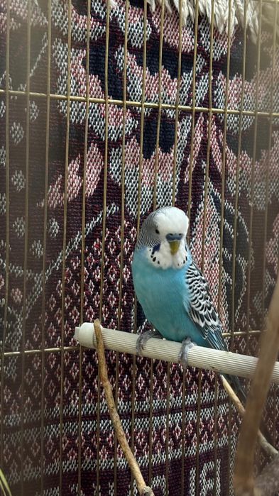 Попугай сатылады