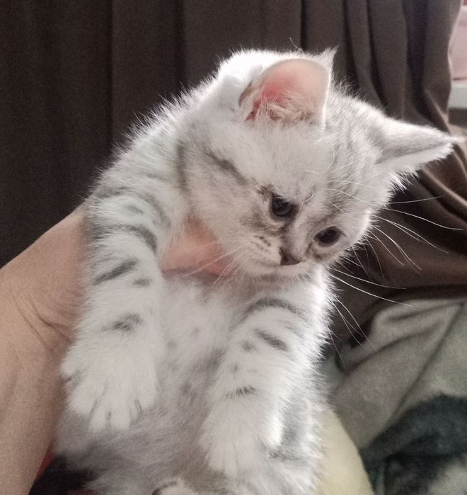 Продам котят шиншила британки.