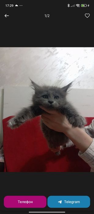 срочна продается девочка