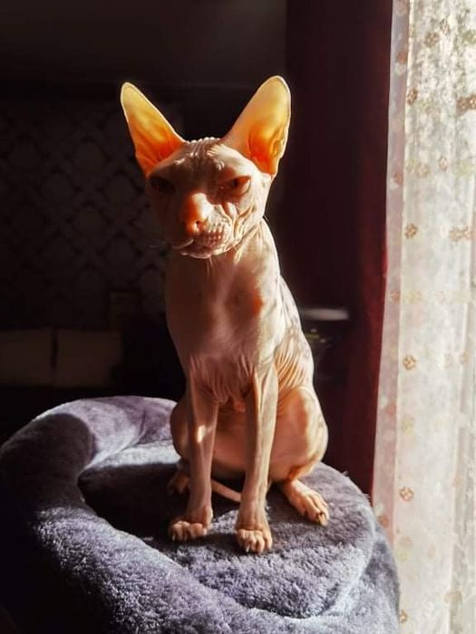 Подарявам котка сфинкс