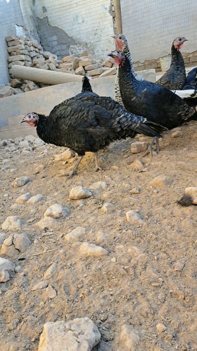 Bu yilgi toza indukla  aprelda  chiqqan 8 oyliq