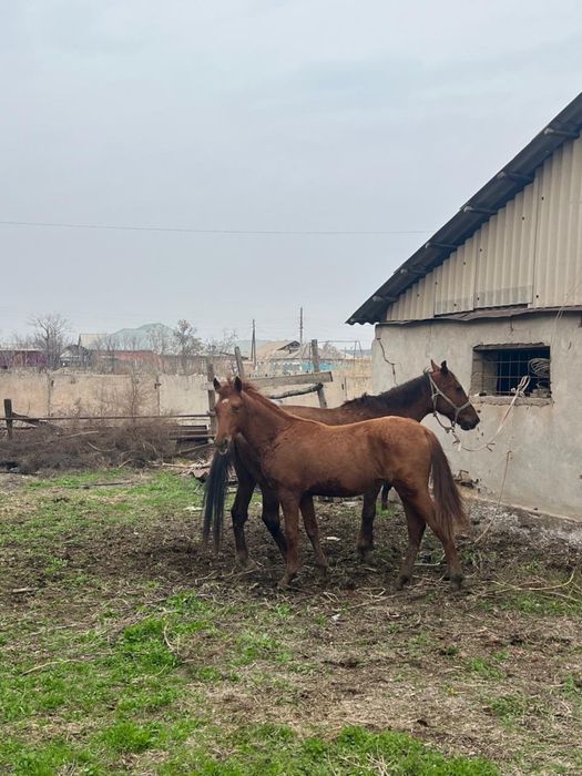 Бие құлынымен сатылады