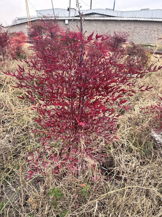 Xind sireni  Индийский сирень Кустарник Нандина