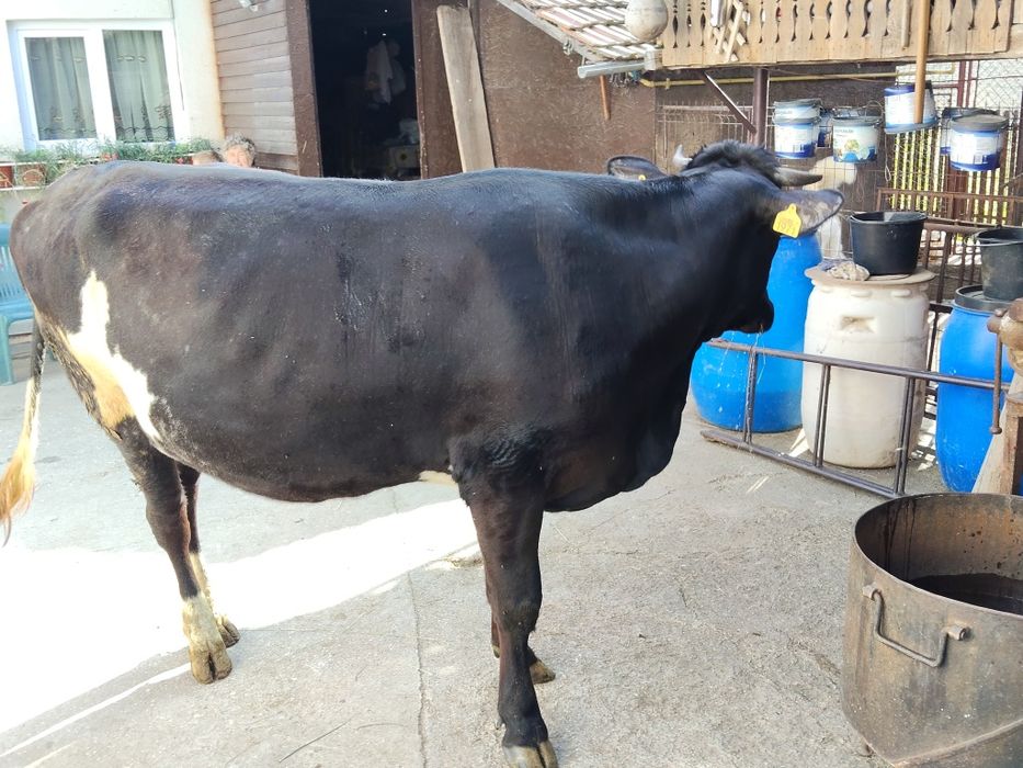 Vaca gestanta intretinuta