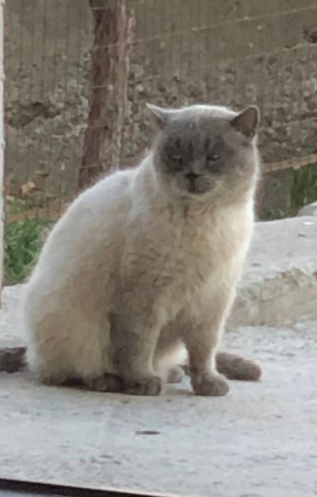 Кот, Британский короткошёрстный котик, окрас блю-пойнт
Редкий окрас ко