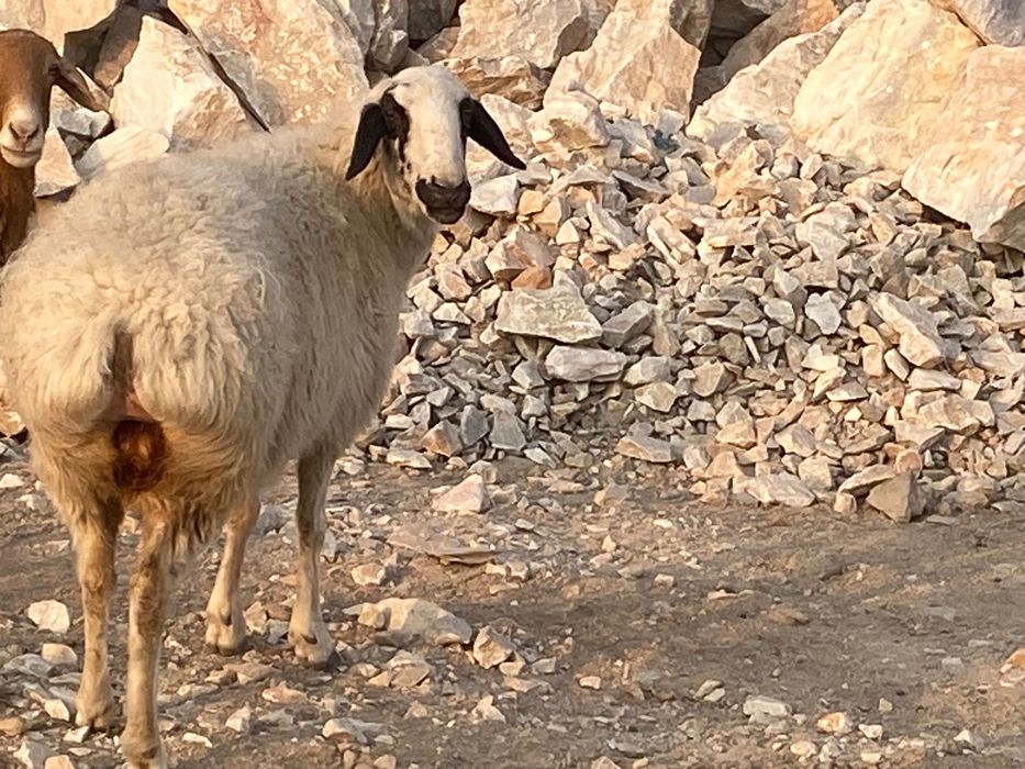 Куй баран солуг бугоз. Кучкор