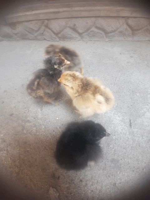 Продам суточных домашних цыплят