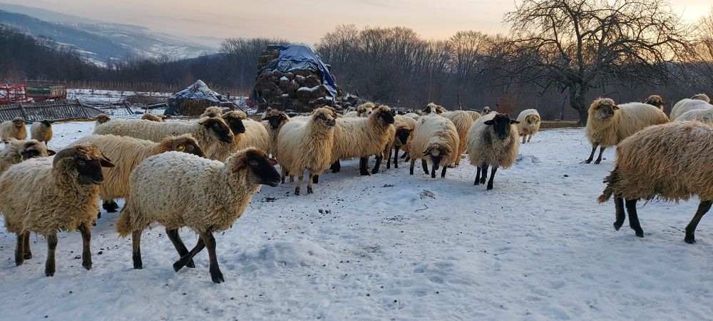 Oi de vânzare care sunteți interesați totul se vede la fața locului