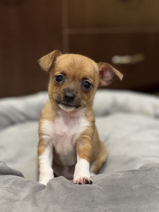 Чихупинчери.