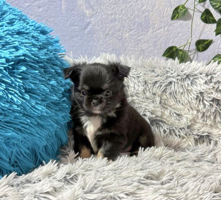 Чихуахуа момчета