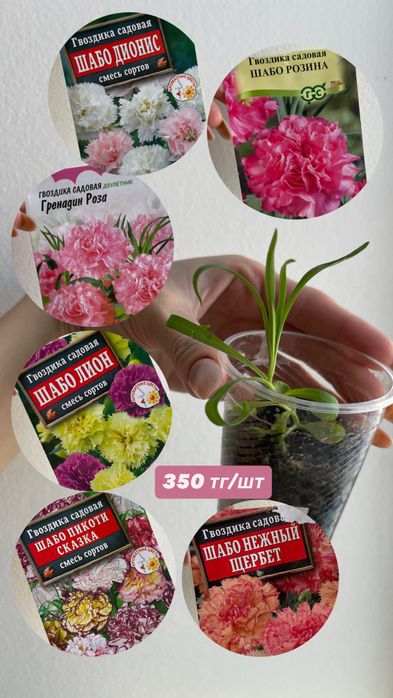 Рассада Гвоздики