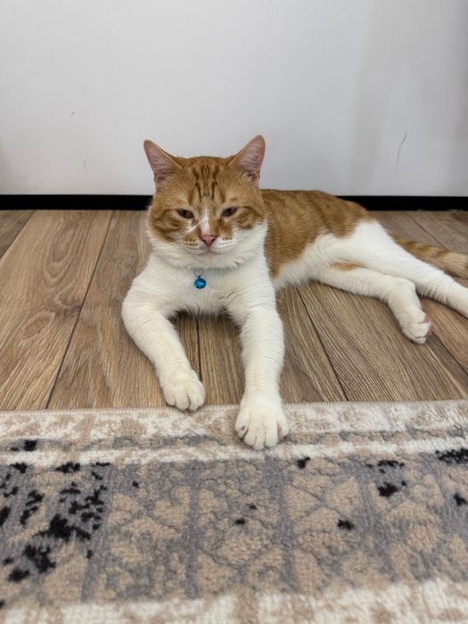 Боня кошка бесплатно