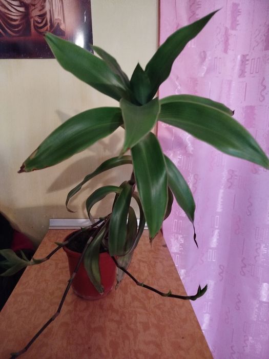 Комнатное растение Золотой ус