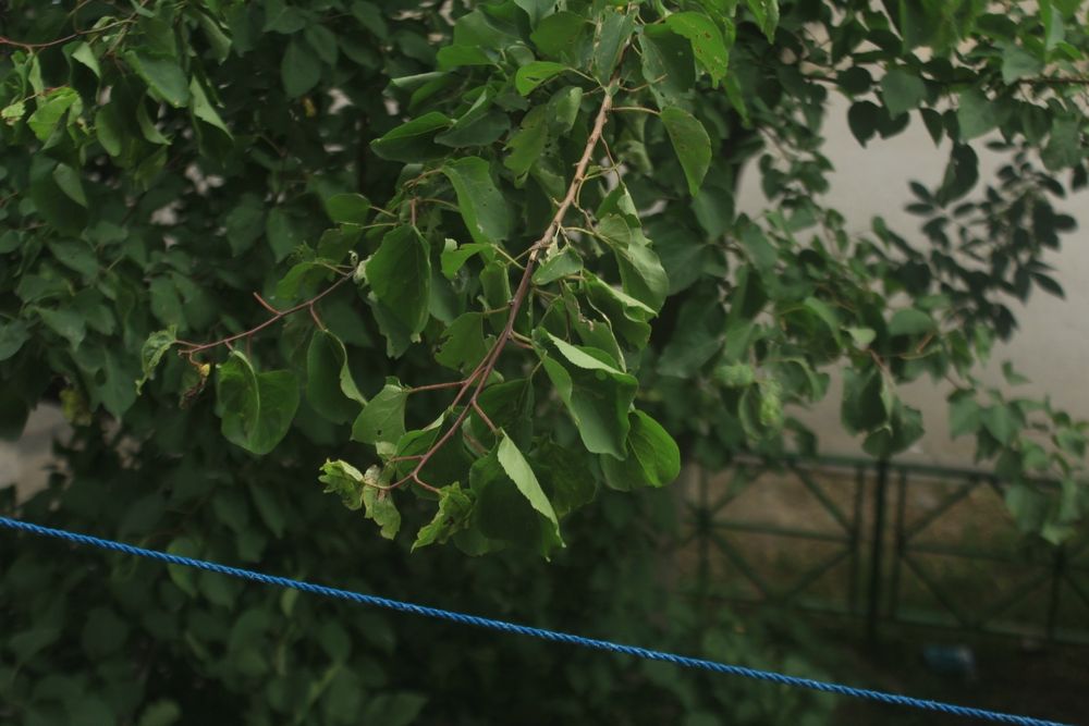 Canon EOS 600D / Rebel T3i