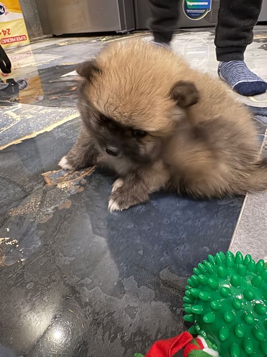 Мини померан на 2 масежс