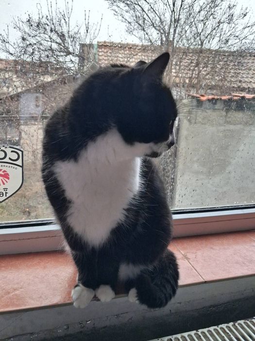 Хубавата Адолфина търси дом