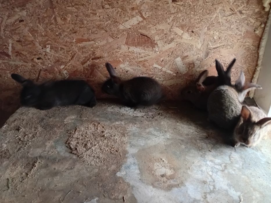 Iepurași de vânzare