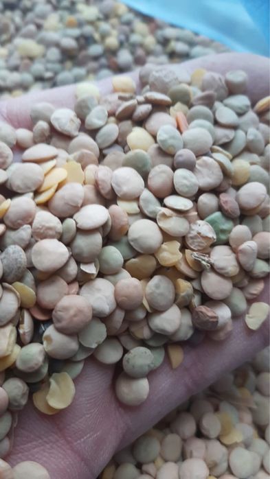 Чечевица. Корм для с-х животных