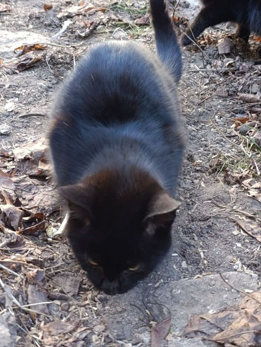 подаряват се котенца