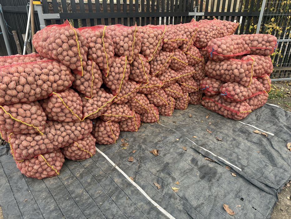 Cartofi sămânțâ rosu belarosa