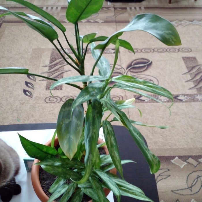 Продам комнатные цветы Аглоанема