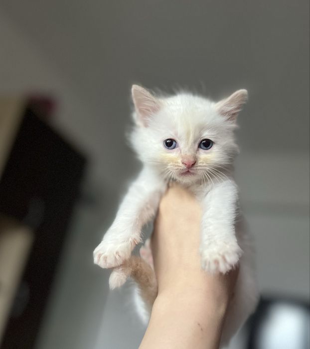 Motănel Ragdoll Flame Point