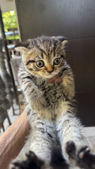 Тигровый шотландский вислоухий