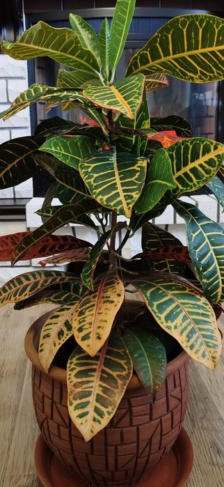 Комнатные растения