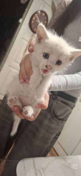 Продам котят в добрые руки