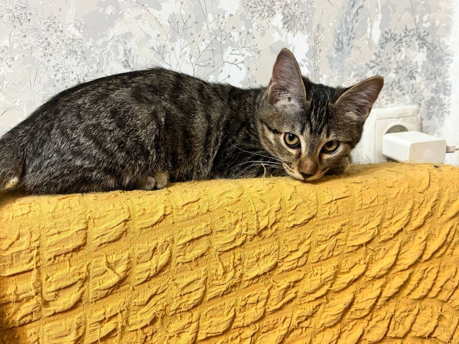 Котята бесплатно
