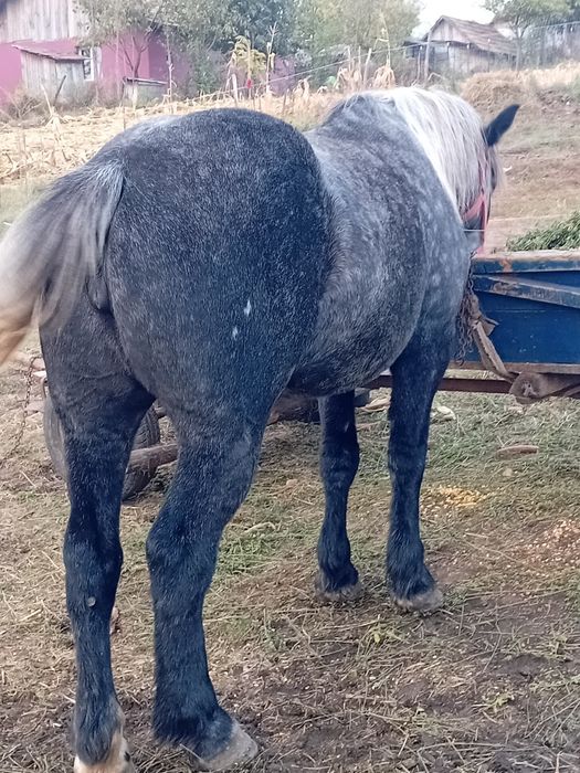 Vând iapă de patru ani merge la căruță din Sânger județul Mureș