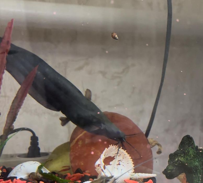 Сом мешкожаберный