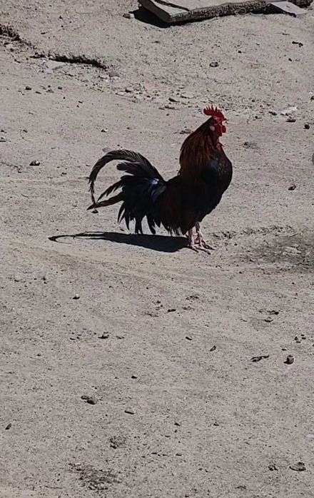 Vand cocos pheonix