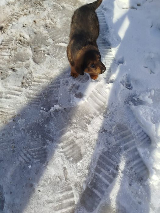 Отдам щенка в хорошие руки