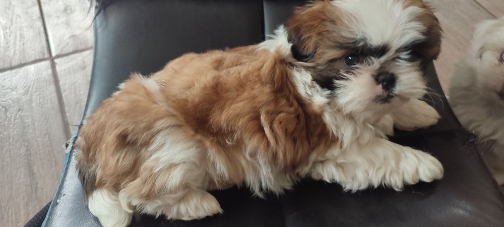 Fetita Shih tzu  pui