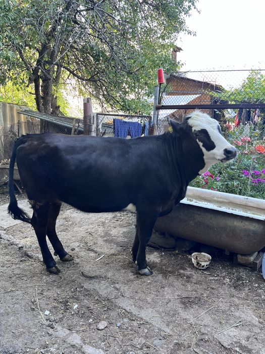 продам двух тёлок