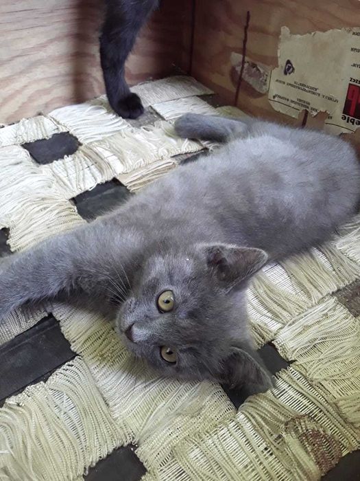 Отдам в хорошие руки котят