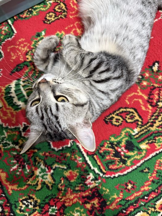 Отдам в хорошие руки кошку