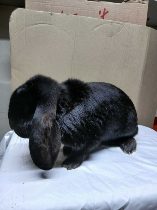 Vand iepuri rasa Berbec German