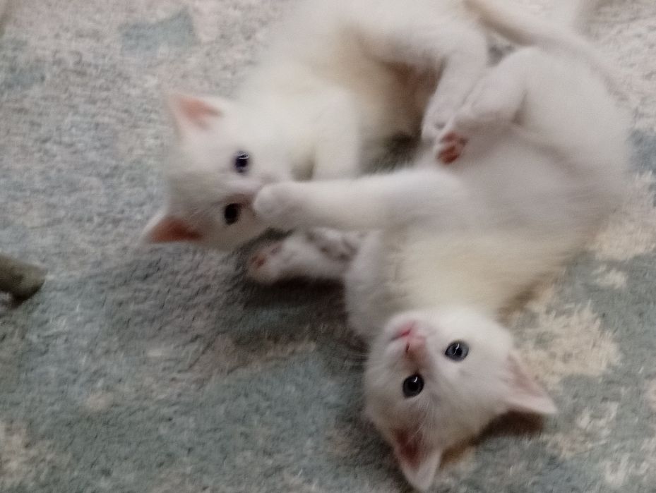Котята бесплатно