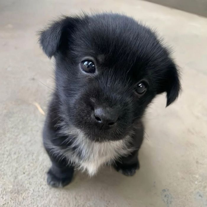 Передержка кошек и маленьких собак