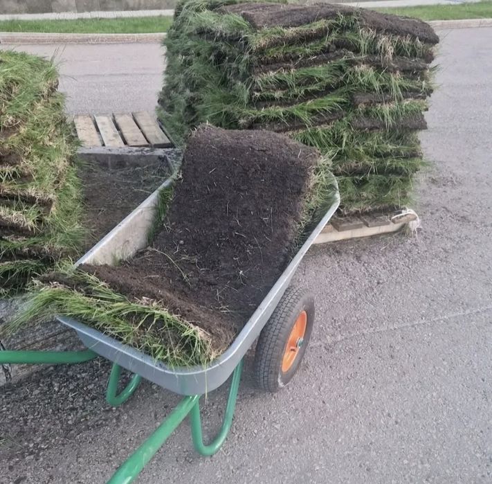 Деревья, цветы, газон