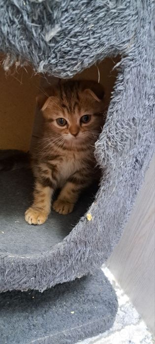 Продаётся котята